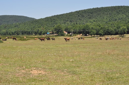 Delmece Yaylası