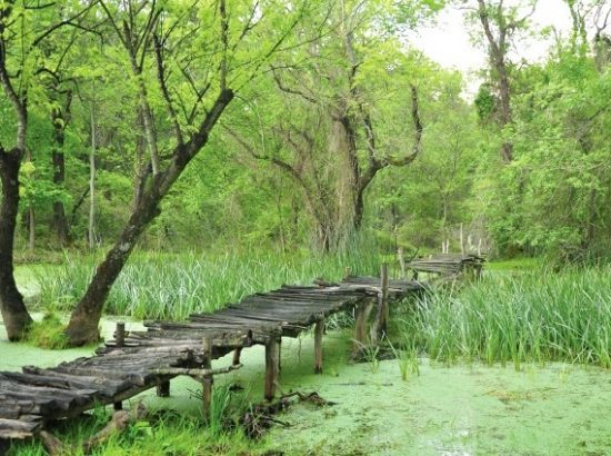 Karacabey Longoz Ormanı