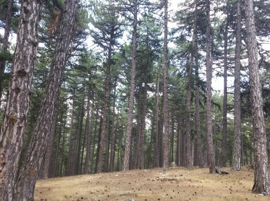 Kocayayla Kamp Alanı