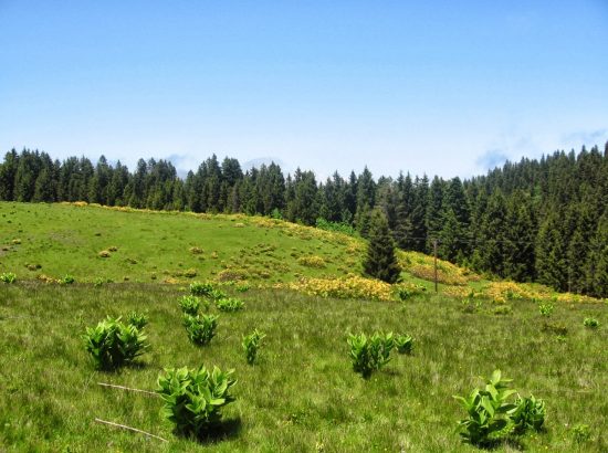 Kunduz Yaylası